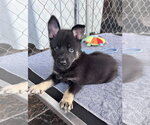 *Anya - Female German Shepherd Dog-Unknown Mix Dog for Adoption - Small photo