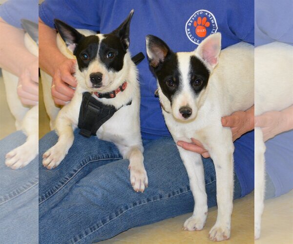 Medium Photo #3 Rat Terrier Puppy For Sale in Horn Lake, MS, USA
