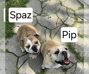 Bulldog Puppy for sale in LEBANON, MO, USA