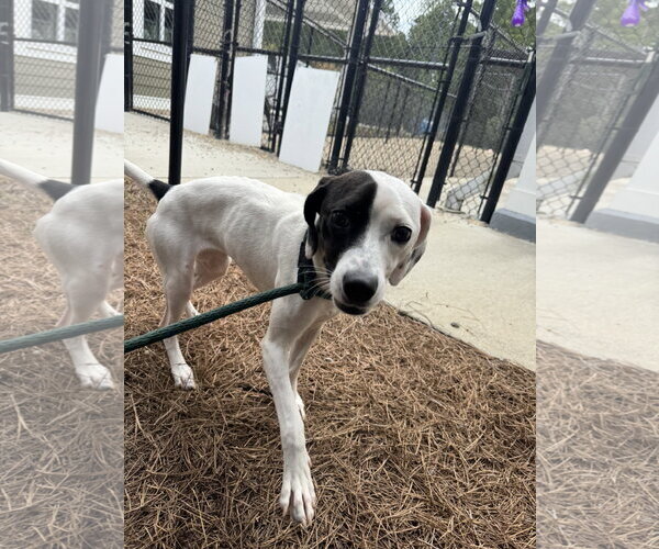 Medium Photo #2 Feist Terrier-Unknown Mix Puppy For Sale in Hilton Head, SC, USA