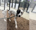 Small #1 Feist Terrier Mix