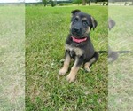 Small Photo #3 German Shepherd Dog Puppy For Sale in LONG PRAIRIE, MN, USA