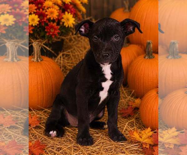 Medium Photo #5 American Pit Bull Terrier-Unknown Mix Puppy For Sale in Talladega, AL, USA