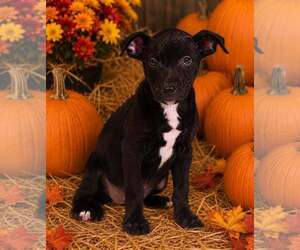 Laney 26/798 - Female American Pit Bull Terrier-Unknown Mix Dog for Adoption - Photo #5