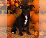 Small Photo #5 American Pit Bull Terrier-Unknown Mix Puppy For Sale in Talladega, AL, USA