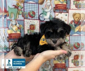 Schnauzer (Miniature) Puppy for sale in WINNSBORO, LA, USA