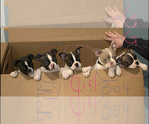 Boston Terrier Puppy for sale in GROVE CITY, OH, USA