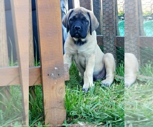 Mastiff Puppy for sale in BLOOMFIELD, KY, USA
