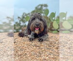 Small #3 Mutt