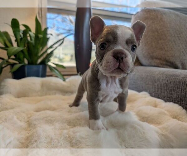 Medium Photo #5 Faux Frenchbo Bulldog Puppy For Sale in LAS CRUCES, NM, USA