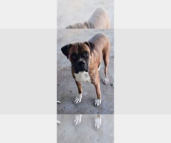 Medium Photo #3 Boxer Puppy For Sale in Austin, TX, USA