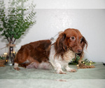 Small Photo #1 Dachshund Puppy For Sale in GOSHEN, IN, USA