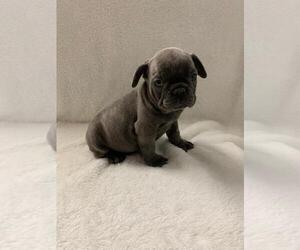 French Bulldog Puppy for sale in CHARLESTON, SC, USA