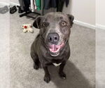 Small #4 Weimaraner Mix