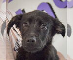 Small #5 German Shepherd Dog Mix