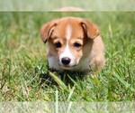 Small #8 Pembroke Welsh Corgi