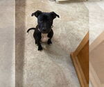 Small #4 American Pit Bull Terrier-American Staffordshire Terrier Mix