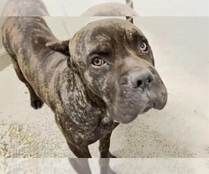 KRATOS - Male Mutt Dog for Adoption - Photo #2