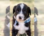 Small Photo #2 Aussiedoodle Puppy For Sale in FOREST, MS, USA