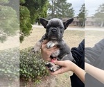 Small #1 French Bulldog