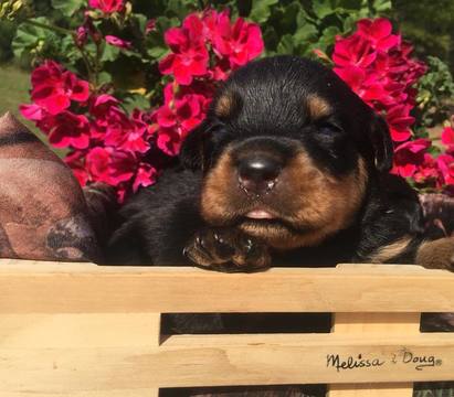 Medium Photo #1 Rottweiler Puppy For Sale in WINDSOR, ME, USA