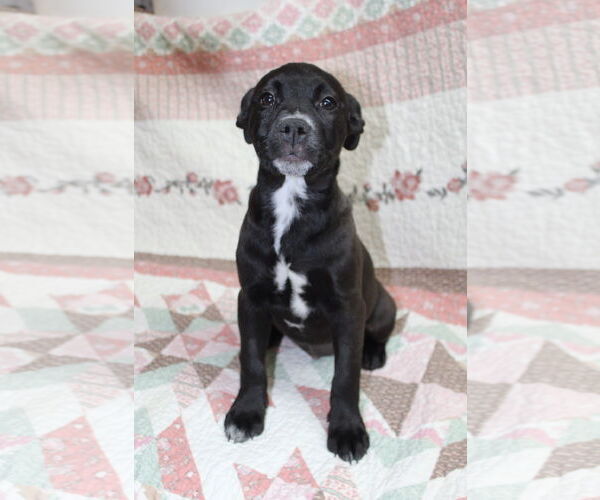 Medium Photo #1 Labrador Retriever-Unknown Mix Puppy For Sale in El Centro, CA, USA