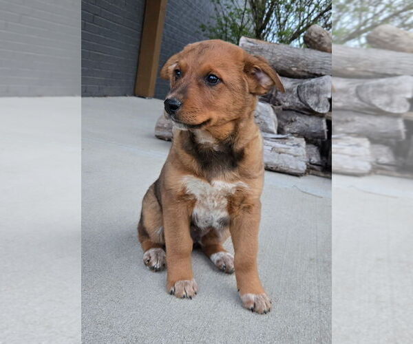 Medium Photo #4 Australian Cattle Dog Puppy For Sale in FRANKLIN, IN, USA