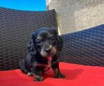 Puppy Tilly Dachshund