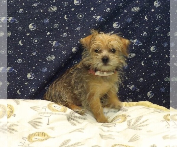 Medium Photo #18 Morkie Puppy For Sale in PATERSON, NJ, USA