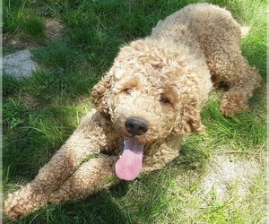 Father of the Goldendoodle puppies born on 12/22/2025