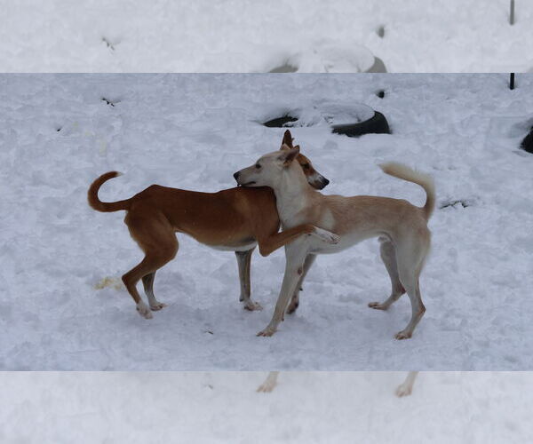 Medium Photo #27 Saluki-Whippet Mix Puppy For Sale in Sebec, ME, USA