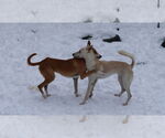 Small #26 Saluki-Whippet Mix