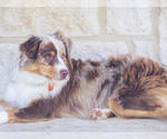 Small Photo #1 Miniature American Shepherd Puppy For Sale in NEW BRAUNFELS, TX, USA