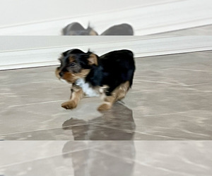 Yorkshire Terrier Puppy for sale in EUSTIS, FL, USA