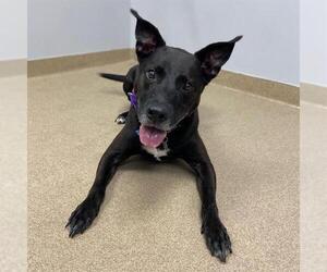 Labrador Retriever-Unknown Mix Dogs for adoption in Aurora, CO, USA