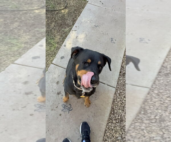Medium Photo #9 Rottweiler Puppy For Sale in Gilbert, AZ, USA