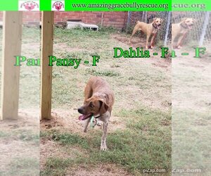 Australian Shepherd-Beagle Mix Dogs for adoption in Pensacola, FL, USA