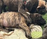Puppy Turtle Tracks Mastiff