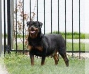 Mother of the Rottweiler puppies born on 04/20/2020