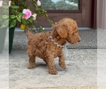 Small #4 Poodle (Standard)