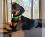 Small #4 Doberman Pinscher