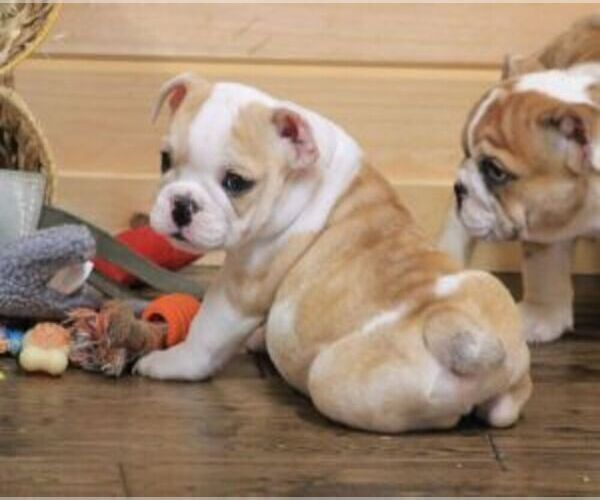 Medium Photo #4 English Bulldog Puppy For Sale in MARSHFIELD, MO, USA