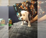 Small #2 American Bully