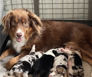 Mother of the Miniature Australian Shepherd puppies born on 12/27/2022