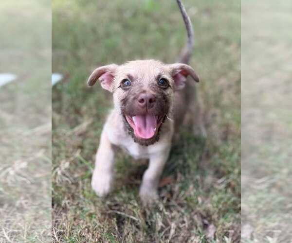 Medium Photo #2 Mutt Puppy For Sale in Greenville, SC, USA