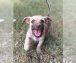 Small Photo #2 Mutt Puppy For Sale in Greenville, SC, USA