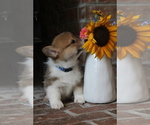 Small #12 Pembroke Welsh Corgi