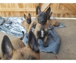 Small Photo #7 Belgian Malinois Puppy For Sale in KATY, TX, USA