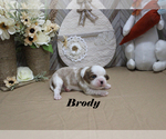 Small #4 Cavalier King Charles Spaniel