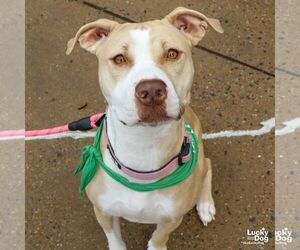 Retriever -Unknown Mix Dogs for adoption in Washington, DC, USA